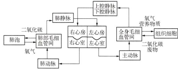 废物氧气主动脉肺动脉