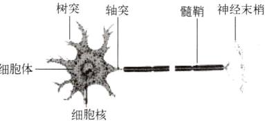 细胞核