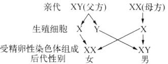 受精卵性染色体组成XXXY后代性别