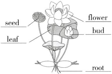 root