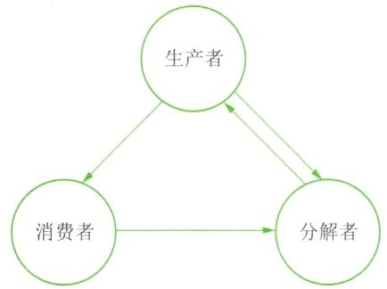 分解者消费者