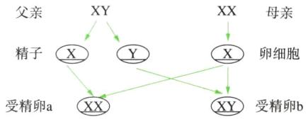 受精卵a受精卵b