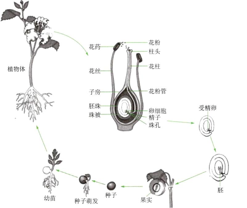 种子幼苗果实种子萌发