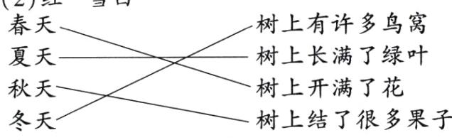 树上结了很多果子冬天