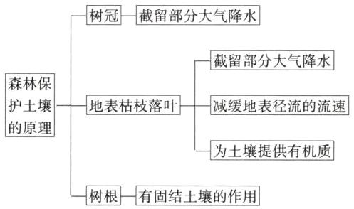 树根有固结土壤的作用