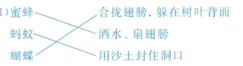 洒水扇翅膀蚂蚁蝴蝶用沙土封住洞口