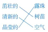 树苗清新的晶莹的空气