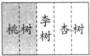 态树桃树