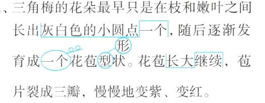 片裂成三瓣慢慢地变紫变红