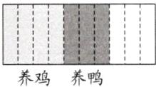 养鸡养鸭