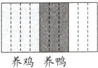 养鸡养鸭