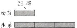 生菜
