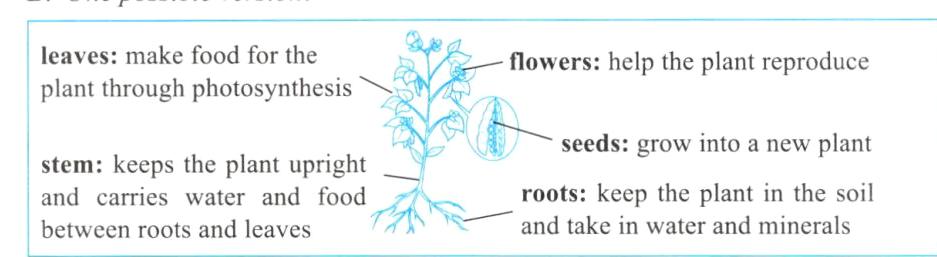 betweenrootsandleaves