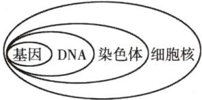 基因DNA染色体细胞核