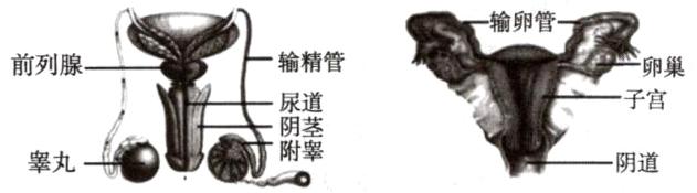 阴茎睾丸阴道