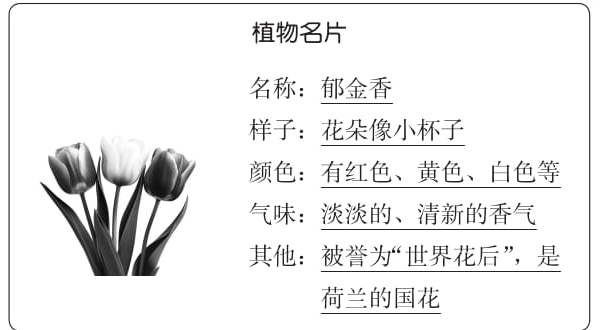 荷兰的国花