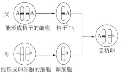 能形成卵细胞的细胞卵细胞