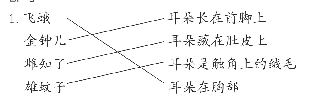 耳朵在胸部雄蚊子