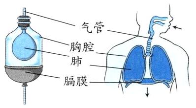 膈膜