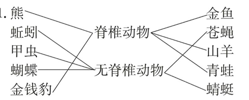蜻蜓金钱豹