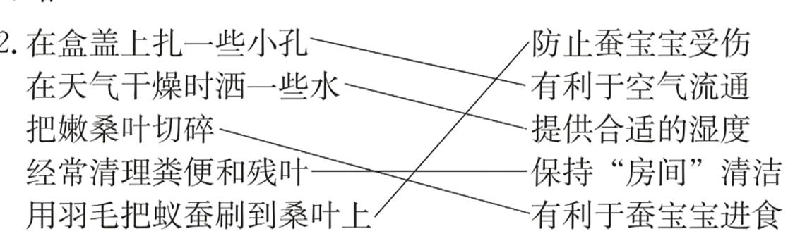 用羽毛把蚁蚕刷到桑叶上有利于蚕宝宝进食