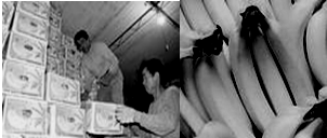 ��Ӣ�ҽ���