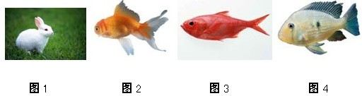 ��Ӣ�ҽ���