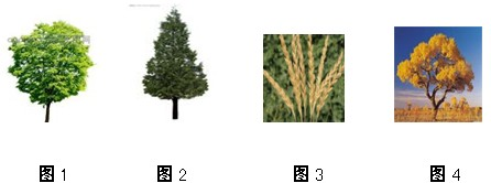 ��Ӣ�ҽ���