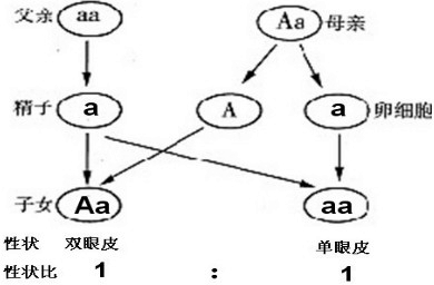 双眼皮遗传系谱图图片