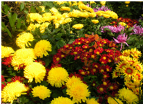 ��Ӣ�ҽ���