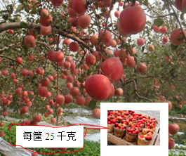 ��Ӣ�ҽ���