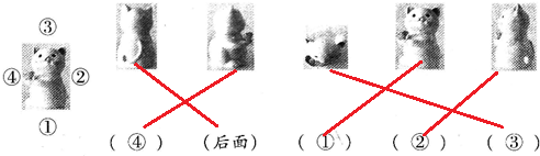 ��Ӣ�ҽ���