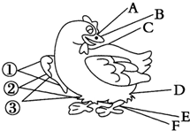 ��Ӣ�ҽ���