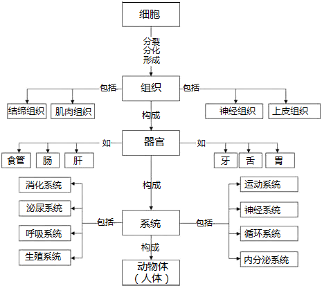 人体系统思维导图简单图片