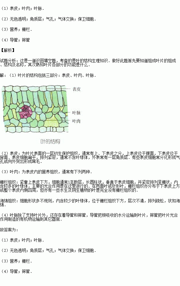 蚕豆叶片横切结构图图片